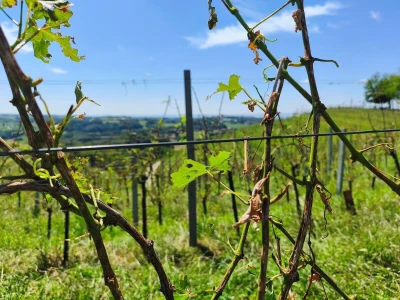 Jaka tuča uništila je urod u vinogradima Davida Štampara na Mađerkinom bregu