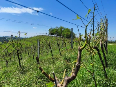 Jaka tuča uništila je urod u vinogradima Davida Štampara na Mađerkinom bregu