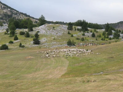 JANJETINA - Dalmatinci najviše vole plodove mora - na papršnjaku!