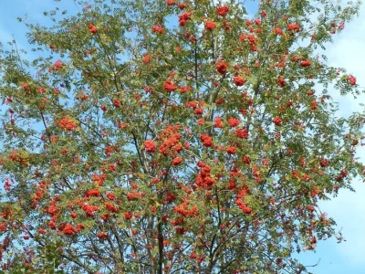 Jarebika