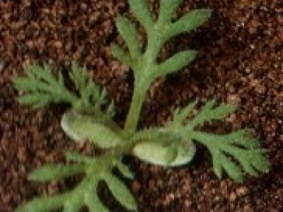 Jarmen - Anthemis arvensis