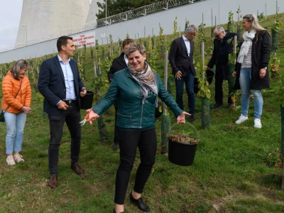 JE Dukovany: Berba grožđa u češkoj nuklearki - proizvest će i vino