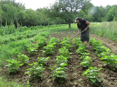 Jelka Zubović iz Trnave