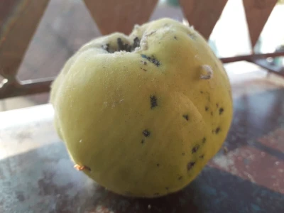 Jesen stiže, a slatko od dunja miriše