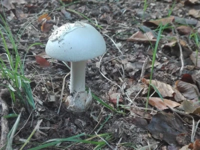 Jestive i otrovne vrste pečurki, te pupavke