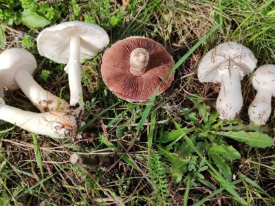 Jestive i otrovne vrste pečurki, te pupavke