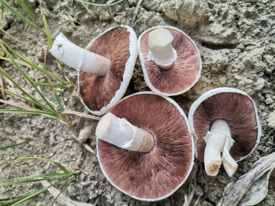 Jestive i otrovne vrste pečurki, te pupavke