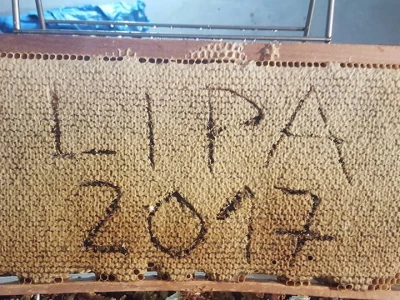 Najbolja ovogodišnja paša bila je lipina