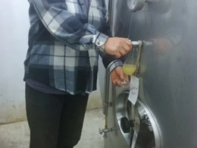 U podrumu tiho vrenje vina