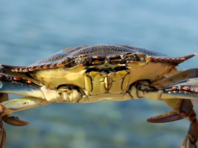 Kako se riješiti invazivnog plavog raka