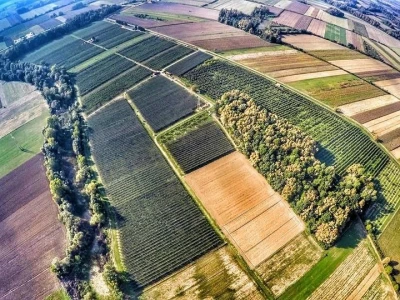 Kako se uzgajaju jabuke na OG Branković?