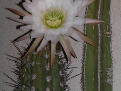 Kaktusi
