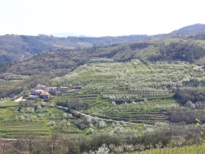 Voćnjaci Štefanića