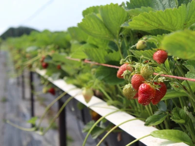 Kanada, nova zemlja rastućeg agrara
