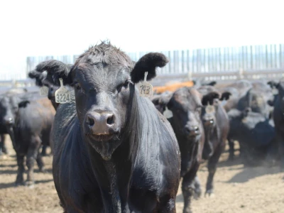 Kanada, nova zemlja rastućeg agrara