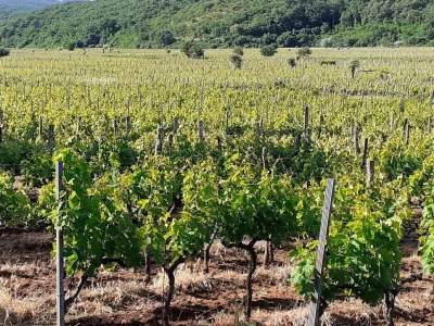 Katunar Estate Winery