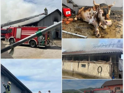 Požar na obiteljskoj farmi krava u Kamešnici