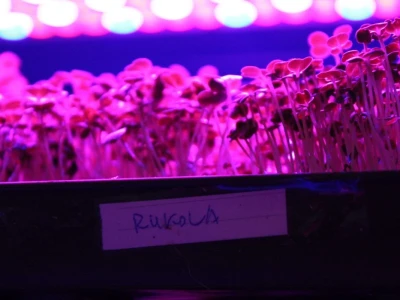 Know Sow Grow, Sergej Lugović