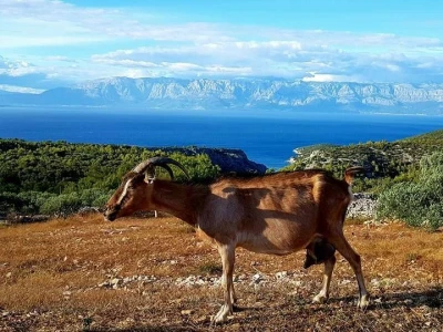 Kod Kućera