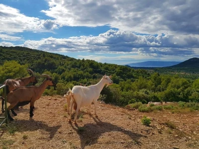Kod Kućera