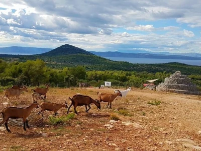 Kod Kućera