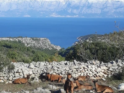 Kod Kućera