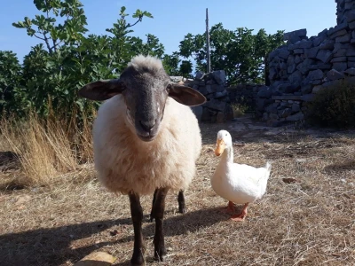 Kod Kućera