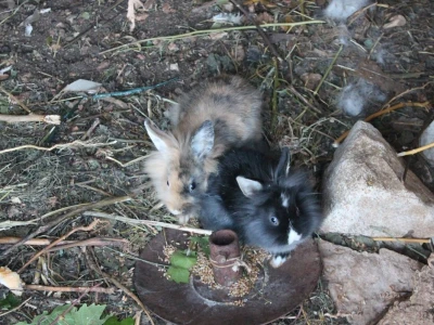 Kod Kućera