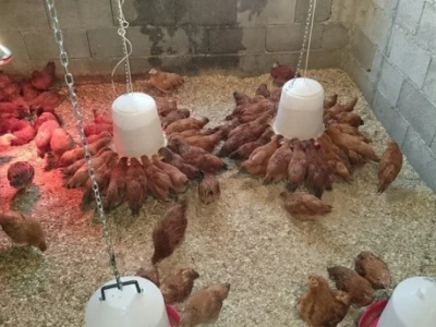 Koke hrvatice na farmi obitelji Strizirep u Koprivnu