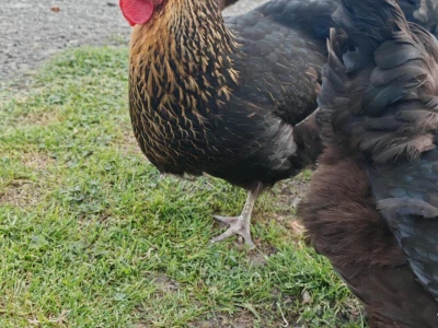 Kokoši Emine Benije Šomođi nose jaja različitih boja