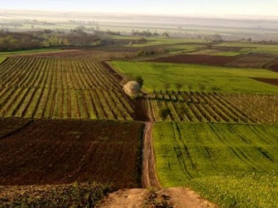 Vinogradi se nalaze na Banskoj kosi u Baranji