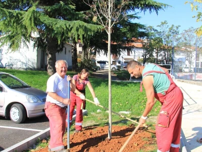 Kolektivna sadnja drveća u Kastvu