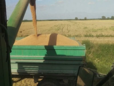 Kombajniranje pšenice