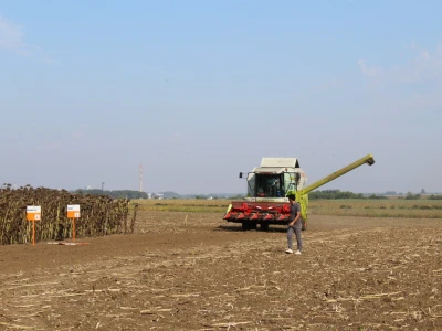Komparativni pokus hibrida suncokreta na pokušalištu FAZOS-a