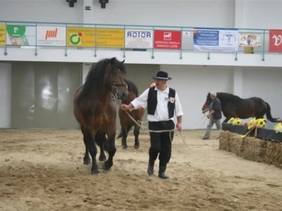 Izložba konja