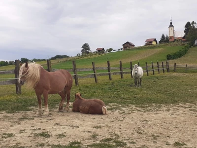 Konji iz Zagorja