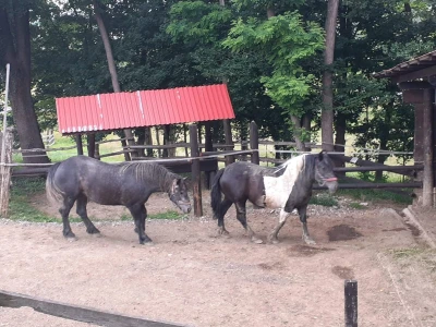 Konji iz Zagorja