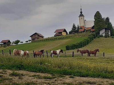 Konji iz Zagorja