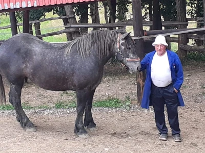 Konji iz Zagorja
