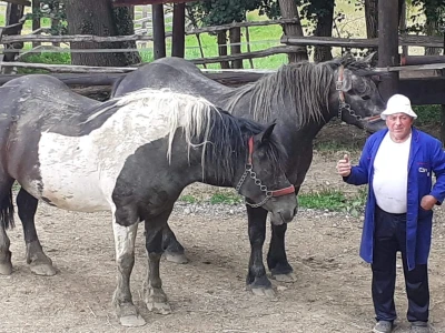 Konji iz Zagorja