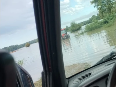 Konji zarobljeni u Odranskom polju
