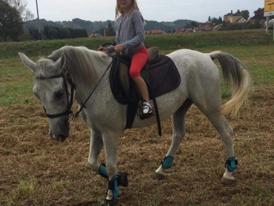 Konjičke igre u Svetom Križu Začretju