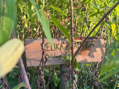Konoplja kao važan resurs