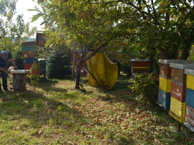 Pčelinjak