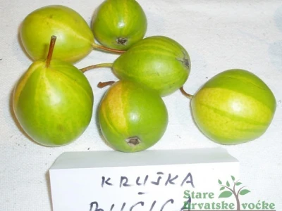 Kruška bučica