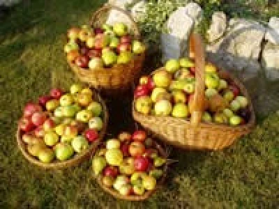 Stare sorte jabuka