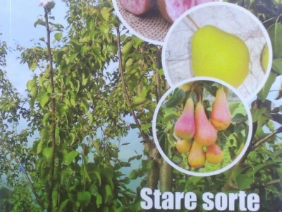 Stare sorte voća