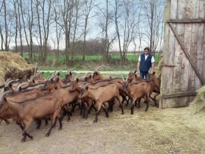 Radni dan na OPG Đurković