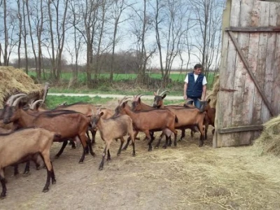 Radni dan na OPG Đurković