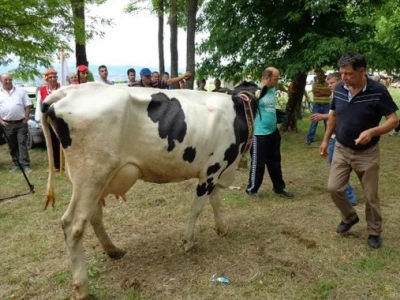 Krava Šara iz Obrta Nena iz sinjskog Čitluka osvojila Šampionsko zvono na jubilarnoj 10. županijskoj izložbi stoke Sinj 2015